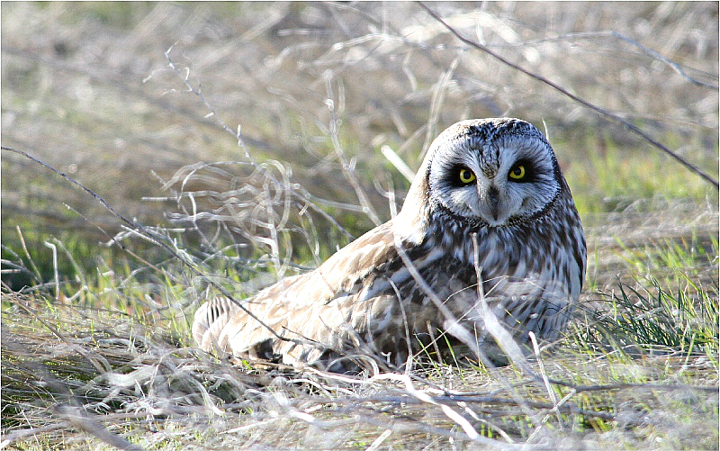 ALONG THE MILNER ROAD Short-Eared Owl (Idaho) A diurnal owl (April)